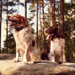 Dog Trace Hondentracker DOG GPS X30B