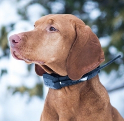 Dog Trace Halsband voor een andere hond - DOG GPS X20- oranje